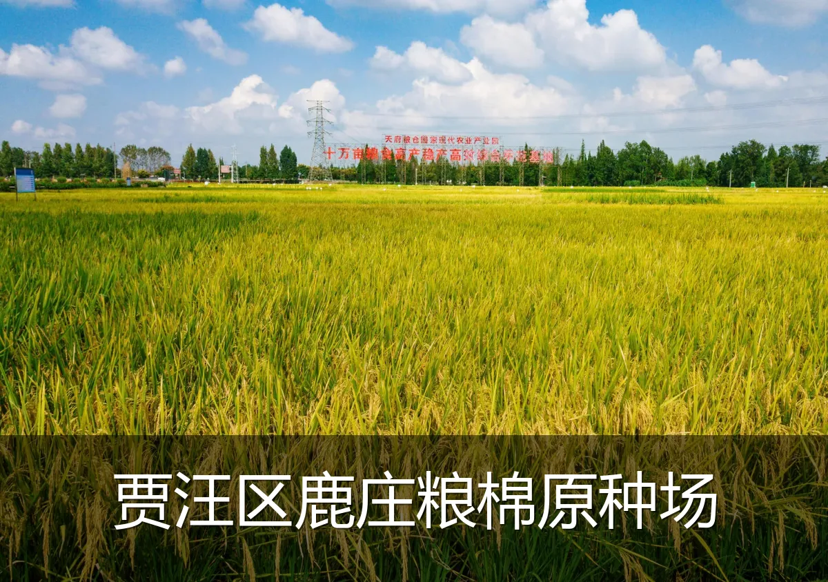 贾汪区鹿庄粮棉原种场